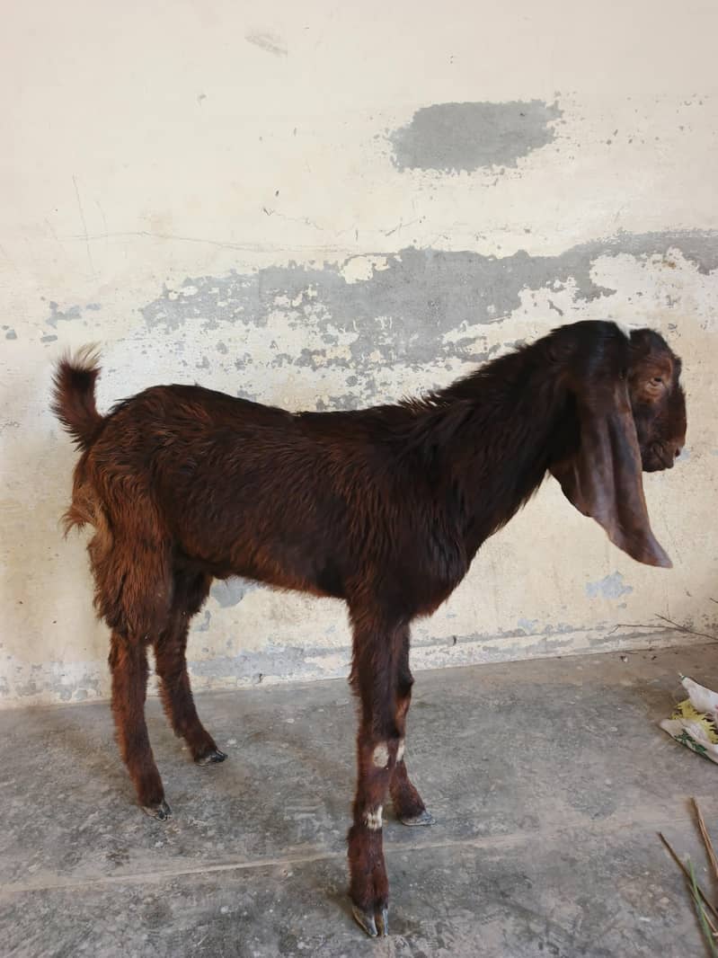 قربانی کا بکرا دیسی بیتل کا کراس میں ہے 1