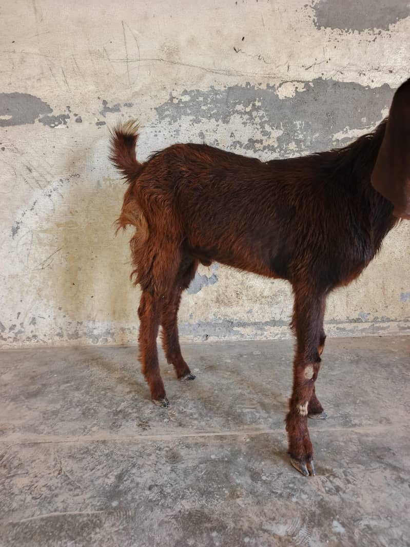 قربانی کا بکرا دیسی بیتل کا کراس میں ہے 2