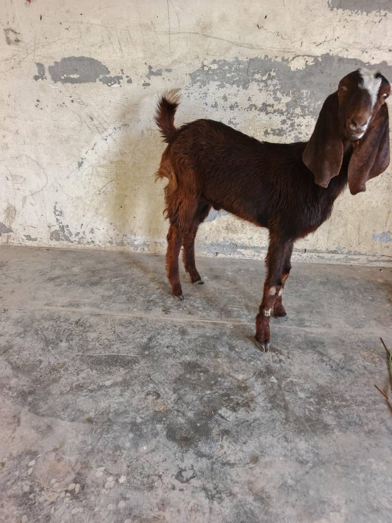 قربانی کا بکرا دیسی بیتل کا کراس میں ہے 3