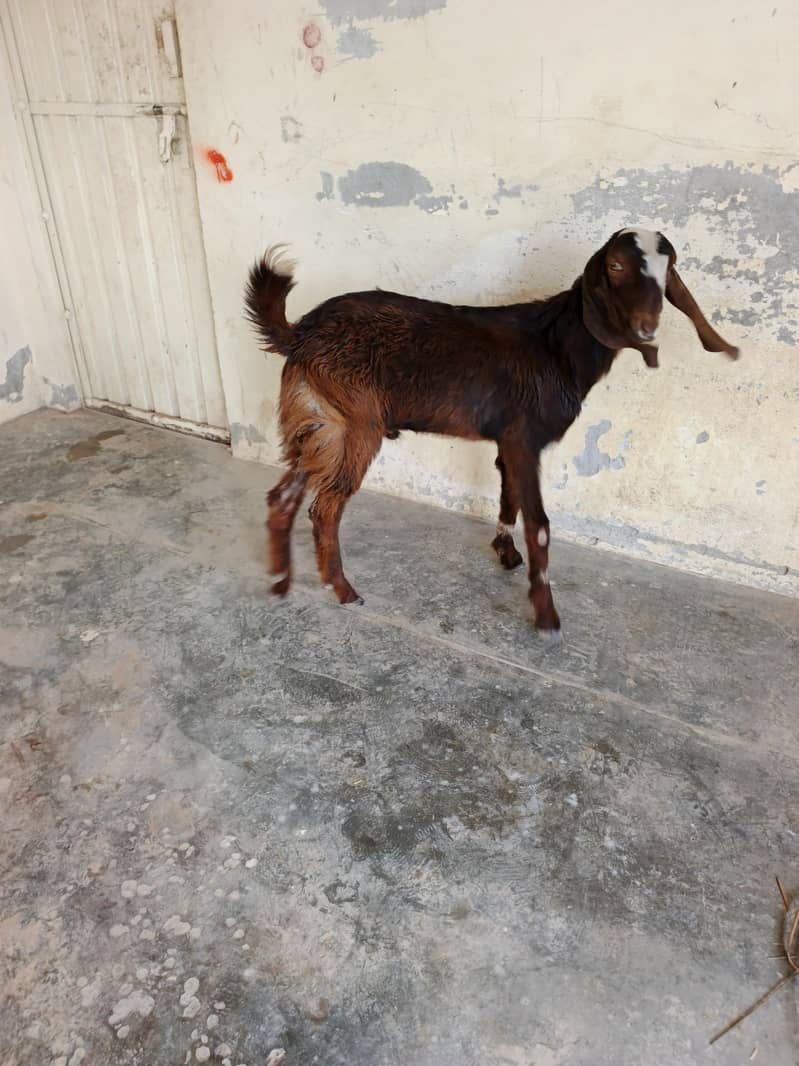 قربانی کا بکرا دیسی بیتل کا کراس میں ہے 4