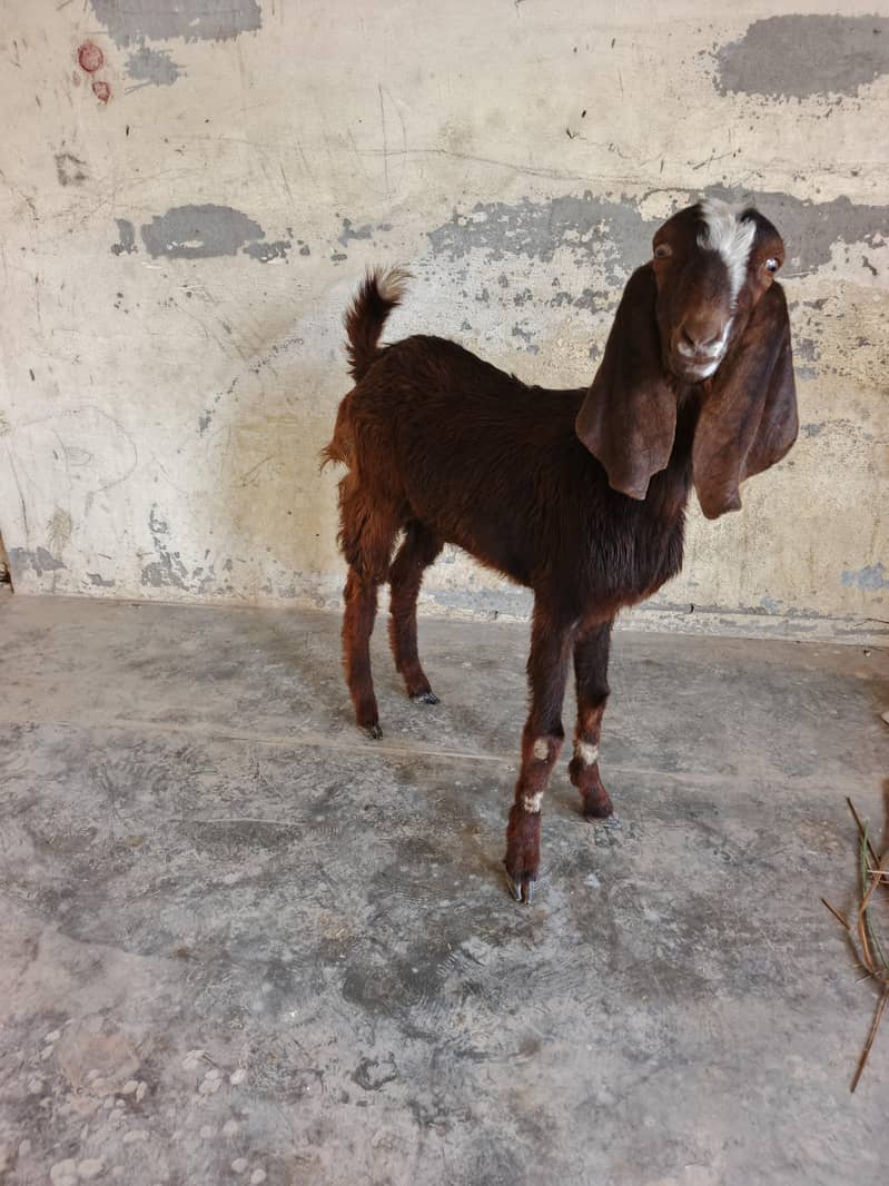 قربانی کا بکرا دیسی بیتل کا کراس میں ہے 5