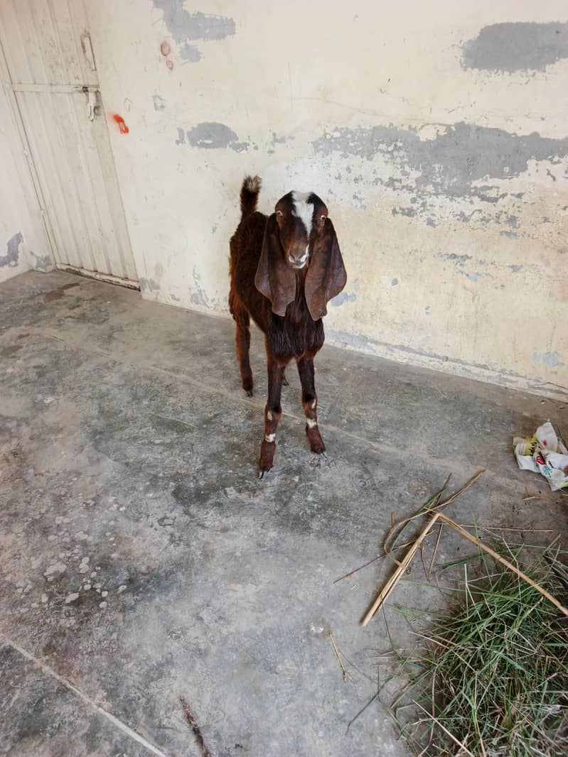 قربانی کا بکرا دیسی بیتل کا کراس میں ہے 6