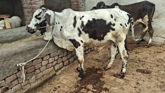 wacha/vera/katta/chatrah/bakra/wacha