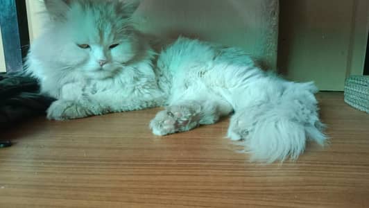 Persian triple coat cat