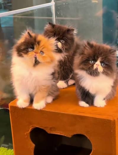 Cat Persian Persian kittens Blue eyes long hair 03/40\58/786\97}⁠:⁠‑⁠)