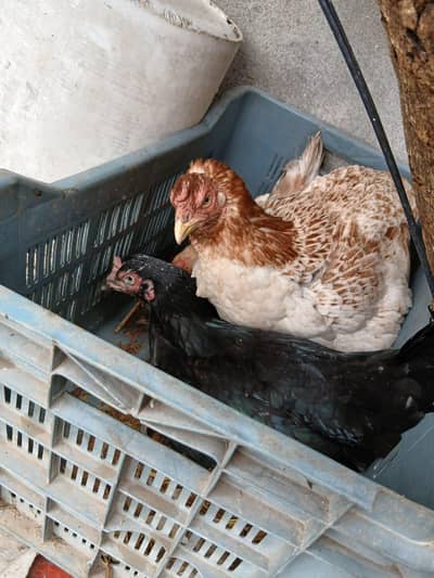 aseel or mix breed setup sale