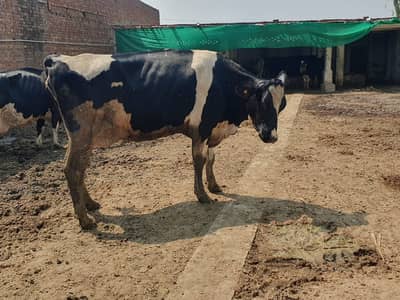 Pure Jersey Friesian Cow | Mik cow | Pur breed | Cow Farm