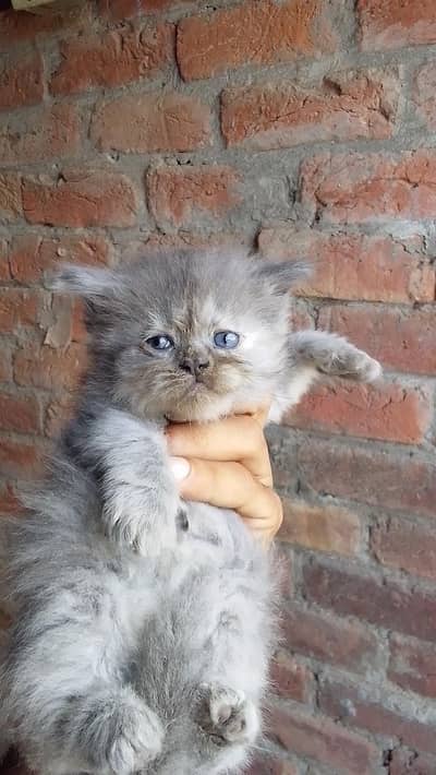Persian kittens