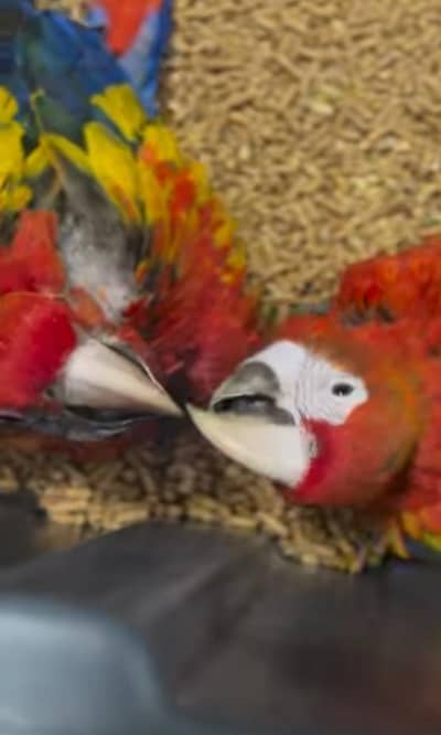 red macaw parrot cheeks for sale 03131621988