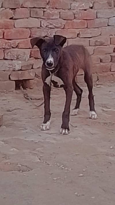 black gultair male puppy gultiar dog