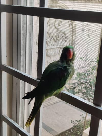 Raw Kashmiri with cage  (2X1.5X2)