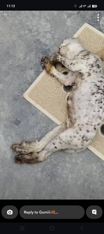 persian female cat 03234102419