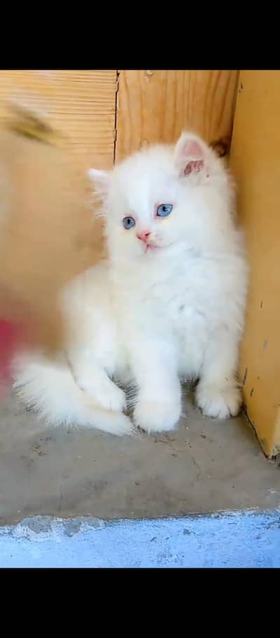 Cat Persian Persian kittens Blue eyes long hair 03/40\58/786\97}⁠:⁠‑⁠)