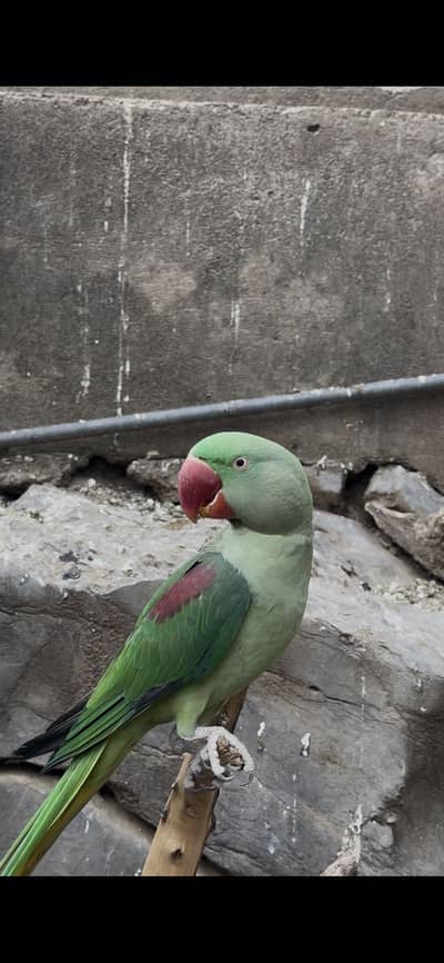Raw parrot for sale
