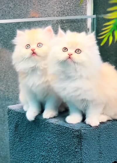 Cat Persian Persian kittens Blue eyes long hair 03/40\58/786\97:⁠-⁠D