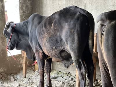 Home breed cows sale for qurbani