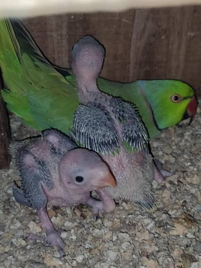 Green Ringneck chicks