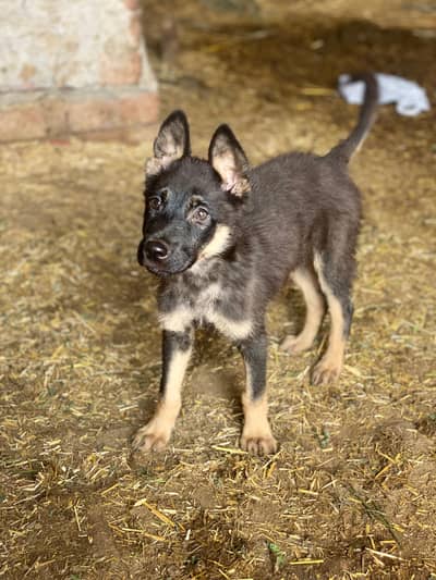 Jerman shepherd baby single coat