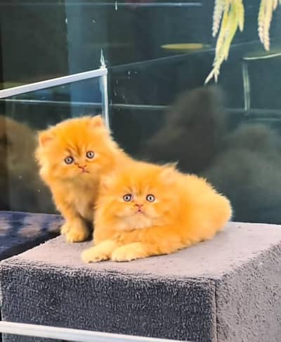 Cat Persian Persian kittens Blue eyes long hair 03/40\58/786\97}⁠:⁠‑⁠)