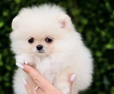 Pomeranian puppies dog 92@330*5406115