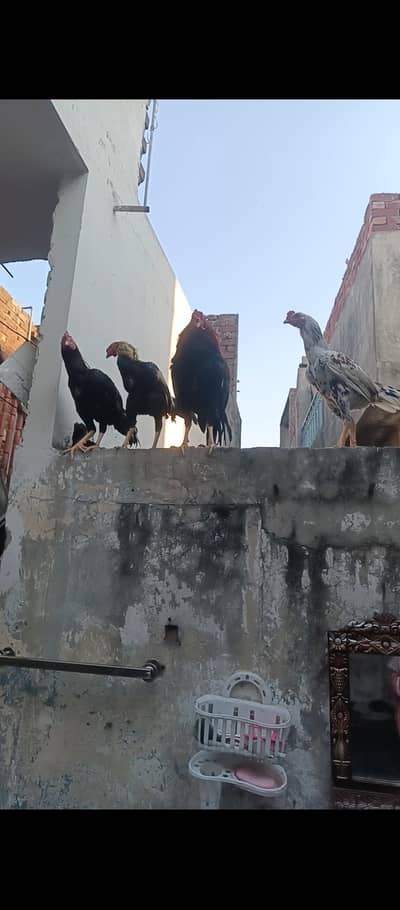 pure jawa murga available hai total 4 hai 7000 ka ek discount hoi jai