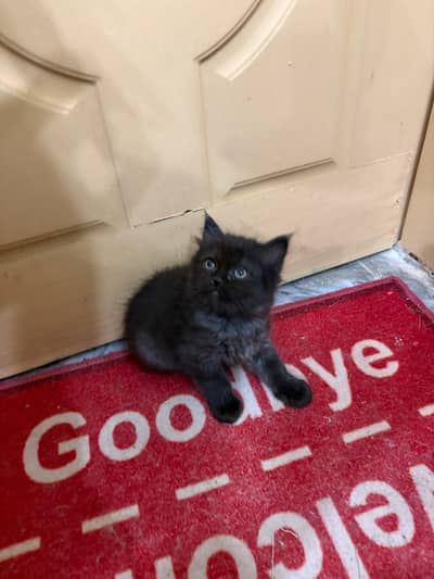 persian kitten