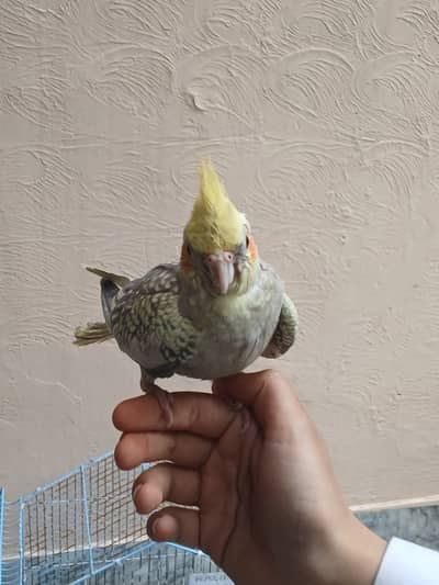 1 hand tame cocktail and 1 big breeder male