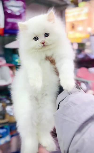 Cat Persian Persian kittens Blue eyes long hair 03/40\58/786\97}⁠:⁠‑⁠)