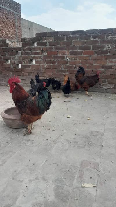 Rhode Island Red (RIR) - Pair