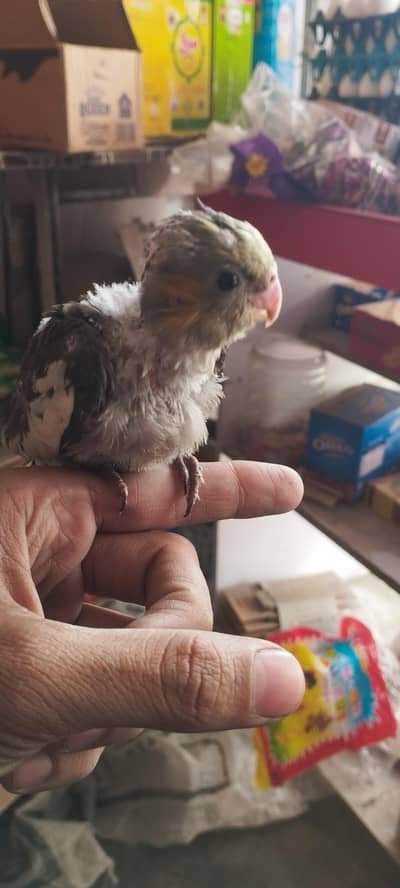 grey cocktail chick hand tame near to self