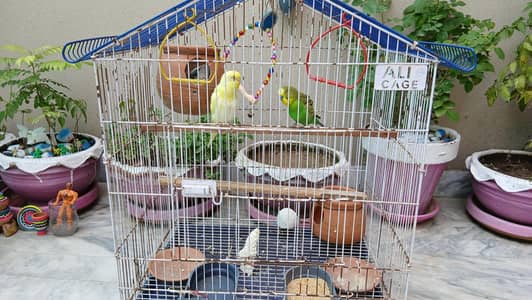 Australian budgie pair with 5 babies | Parrot pair