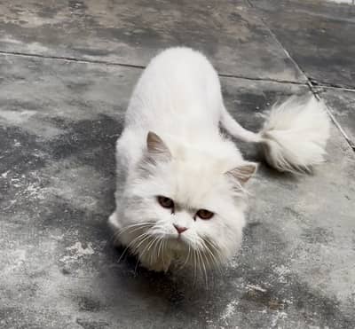 Persian cat