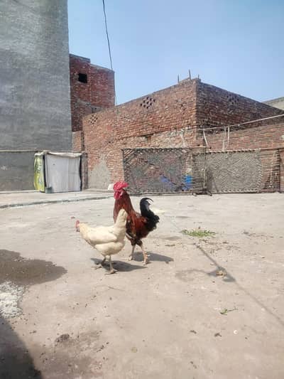 1 Desi , Murga Or Murgi Pair he sale krna he