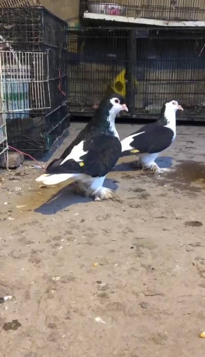 German Sherazi guranteed breeder