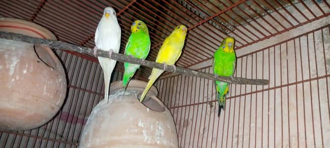 healthy and active peire ha nail tail fly all ok ha