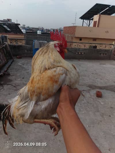 Desi murga home breed 10 months full active