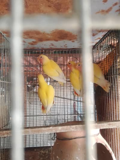 Common lotino. . Albino black eyes