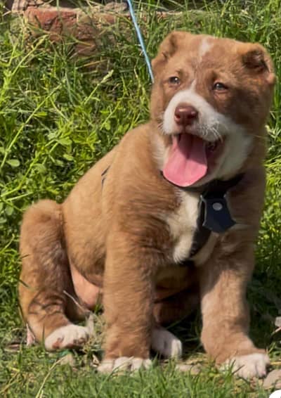 king Alabai dabal Hadi have bone stacture security dogs for sale