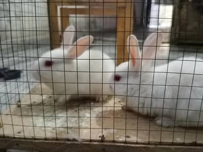 Red eyes white rabbits