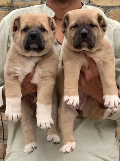king Turkish kangal pair dabal hadi Havey bone stacture security for s