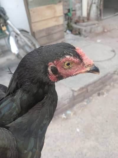 aseel Lasani Murgi For sale