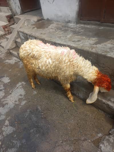 1 pedu kay hy 110 03251126163