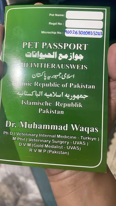 GSD puppies pedigaree male