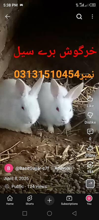 White Color Rabbit  Red Eye