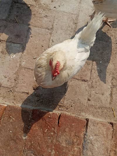 golden misri for sale