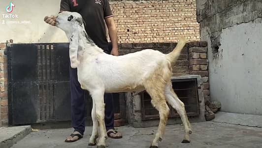 Rajan puri male 0.3. 0.0. . 4.5. 7.5. 3.7. 1