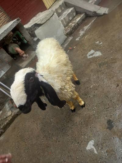 Pedu for sali for sale 03077004931