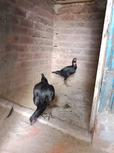 pure thai pakoya breed females for sale