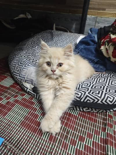 BEAUTIFUL PERSIAN KITTEN CAT