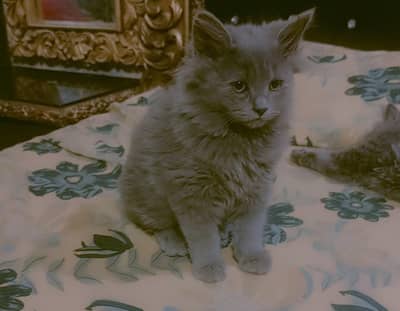 grey cats triple code punch face. 0.3. 3.5. 0.2.2.2.2.2. 0